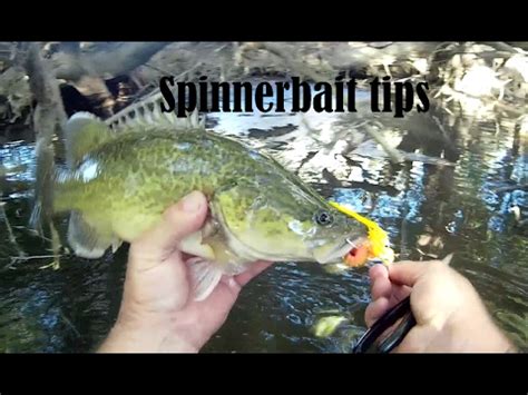 Breaking Down the Myths of Pond Fishing with a Spinnerbait